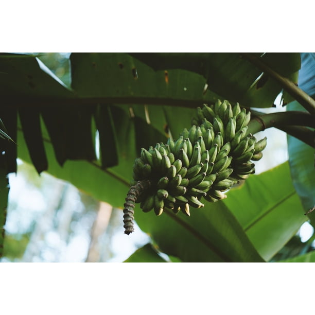 5 semillas assam-enano-banana assam-dwarf-banana Musa aurantiaca 5 Seeds